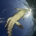 crocodile_american_chiq_jar_v_0425_cub2582.jpg